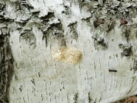 Egg mass