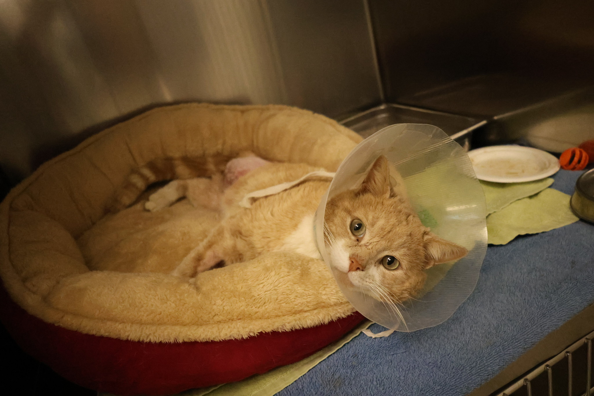 a fawn coloured cat with a cone on laying in a cat bed