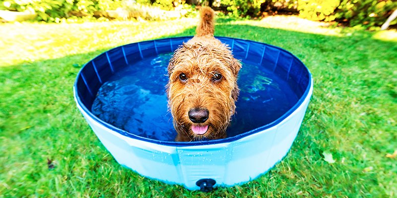 Dog cools off in a pool