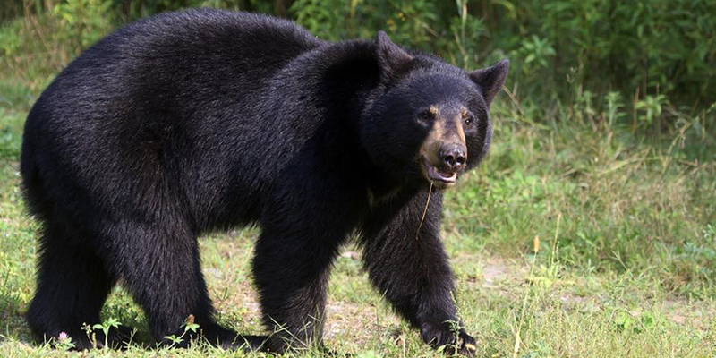 BEARS KNOW NO BOUNDARIES – SECURE WASTE AND ATTRACTANTS