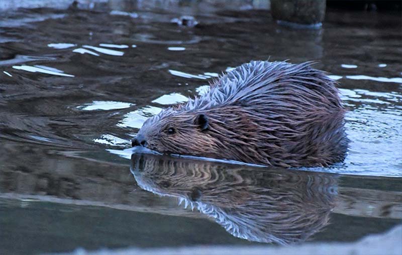 Beaver Management Plan