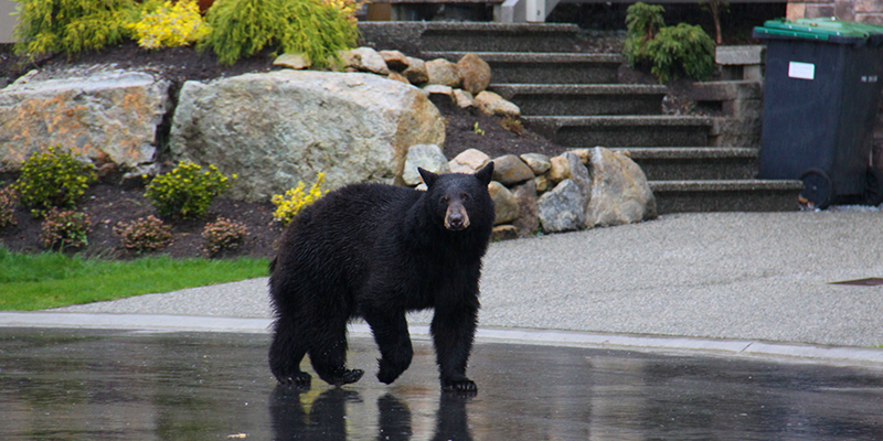 bear
