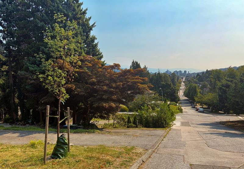 To the left is a young tree with a green watering bag in front of a driveway and some shrubbery. To the right is a long road with the skyline in the distance.