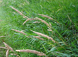 Reed Canary Grass