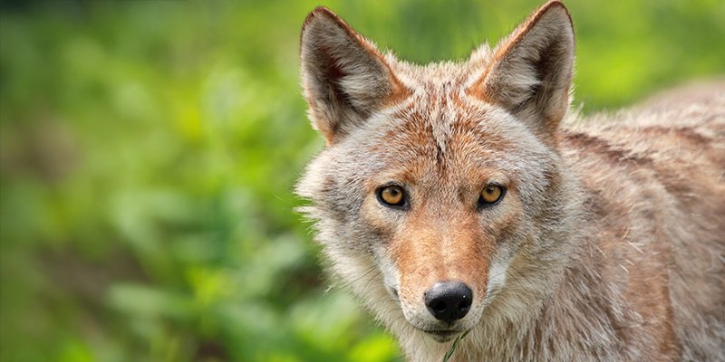 coyote in a field of grass