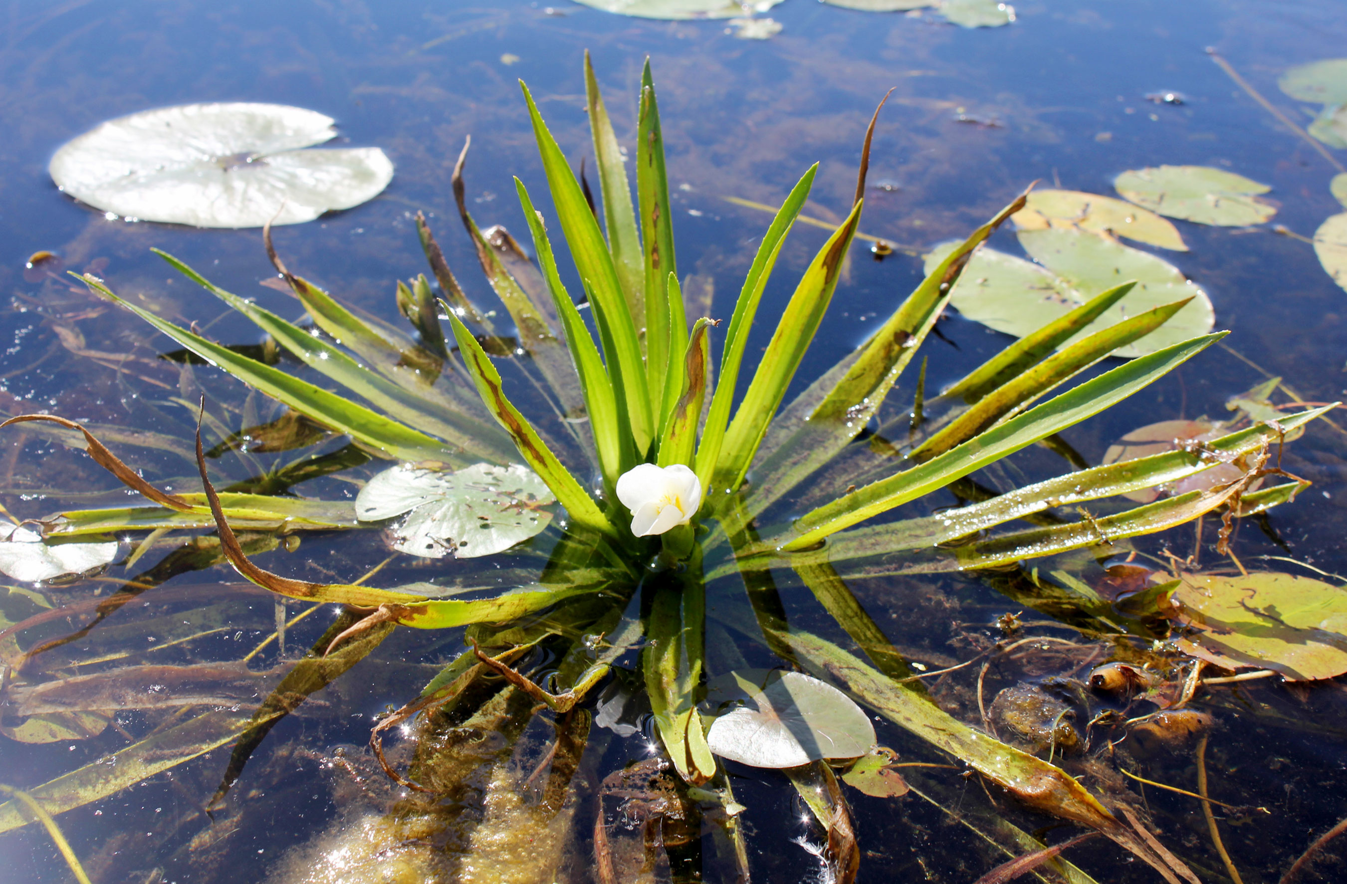 Water soldier peeks through the waters surface, surrounded by lily pads.