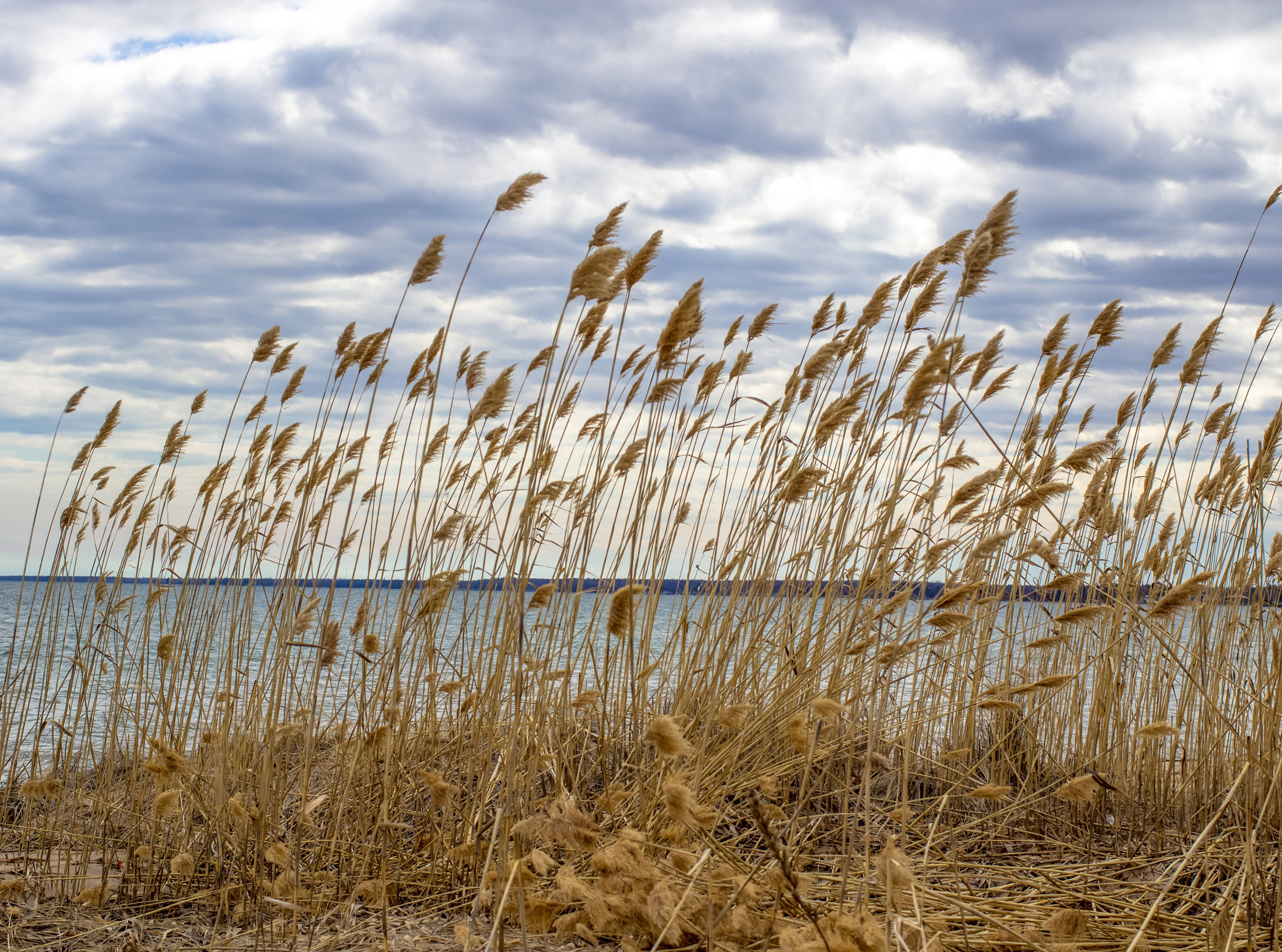 Invasive Phragmites Banner