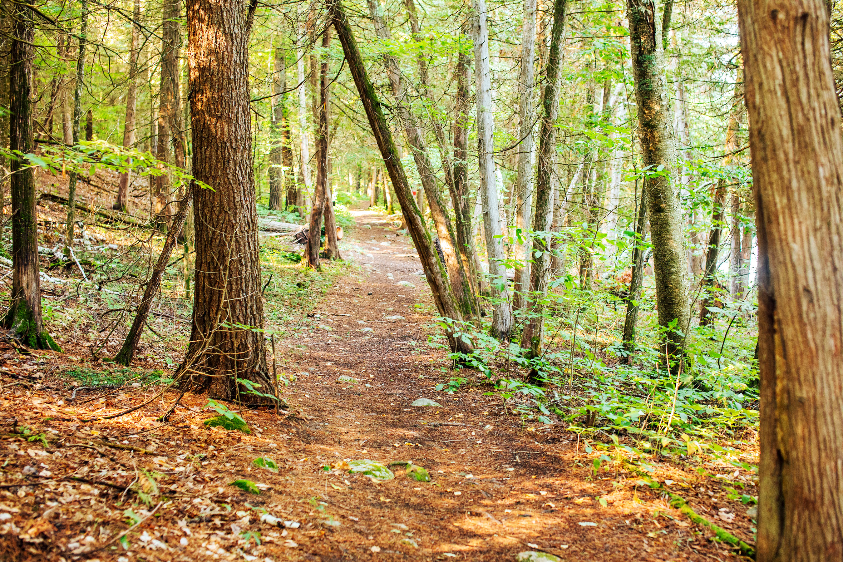A natural path stretching through a dense forest with sunlit trees and foliage on a bright day.