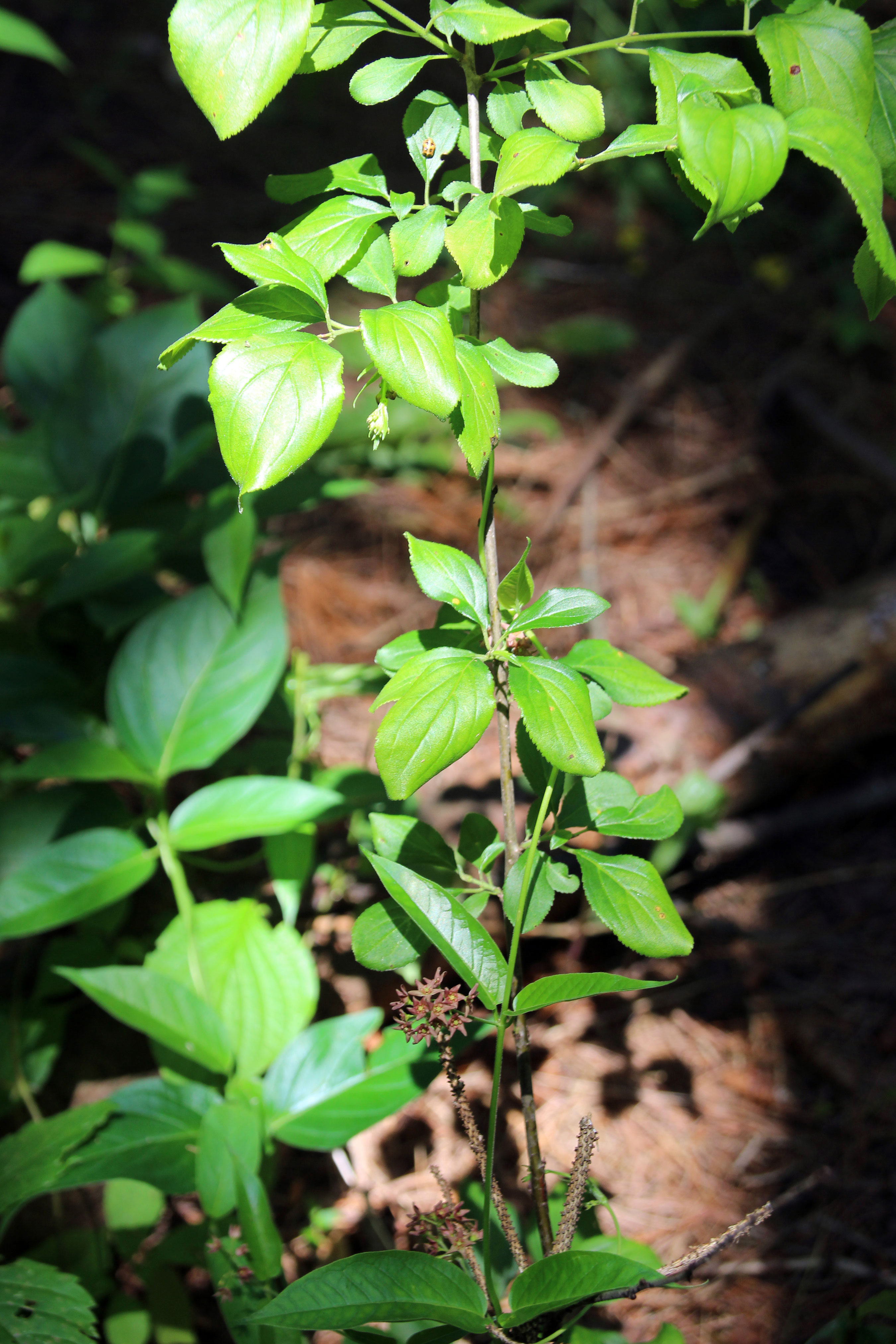 Buckthorn