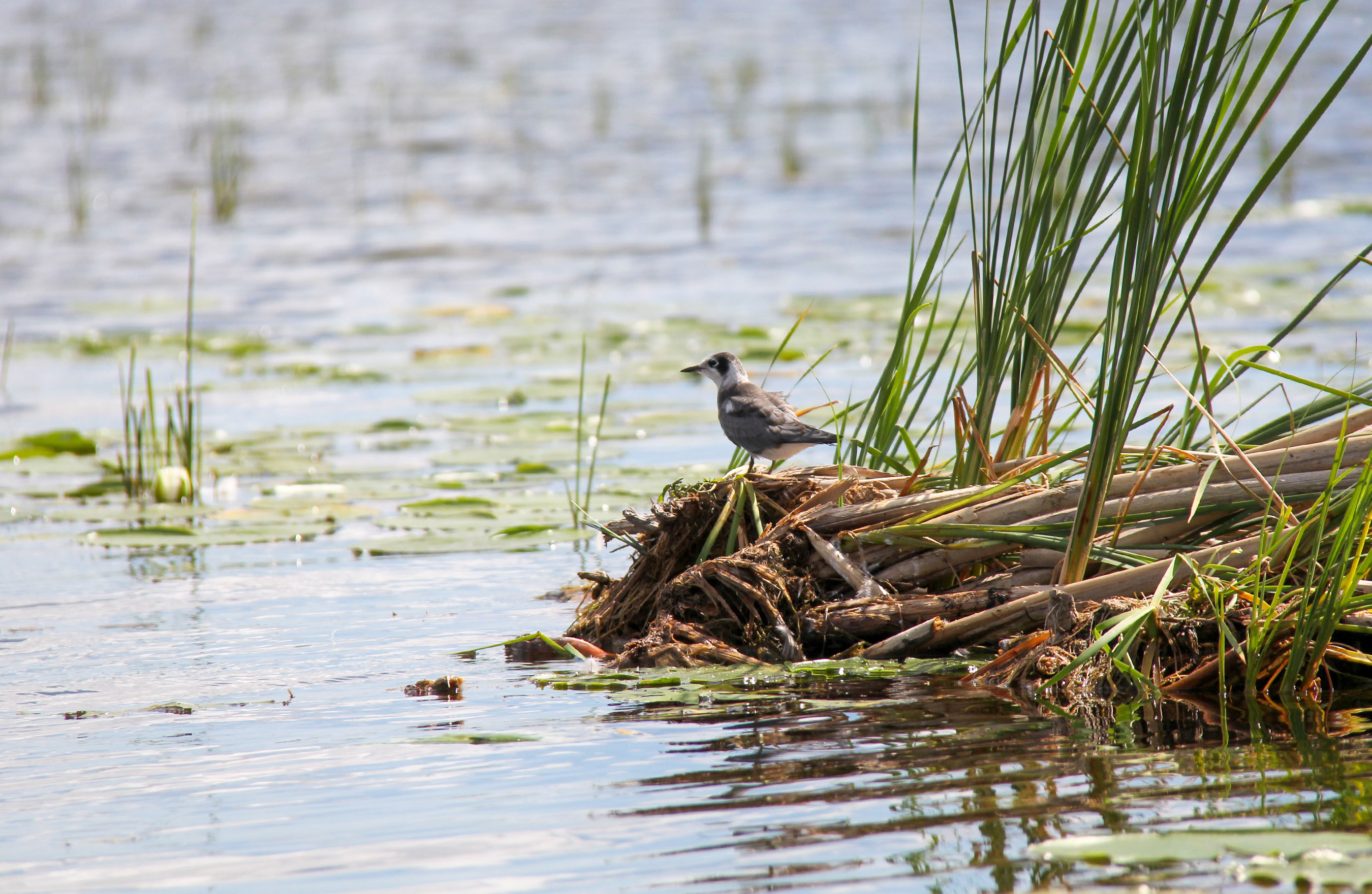 A small bird perched on a floating plant debris in a pond covered with water lilies.