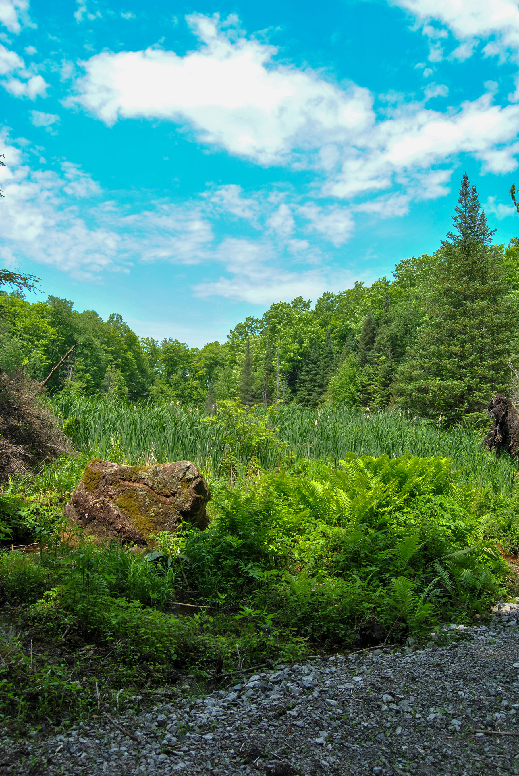 View of a lush, green forest under a bright blue sky with fluffy clouds. Ferns and a variety of other green plants cover the foreground, with dense trees in the background.