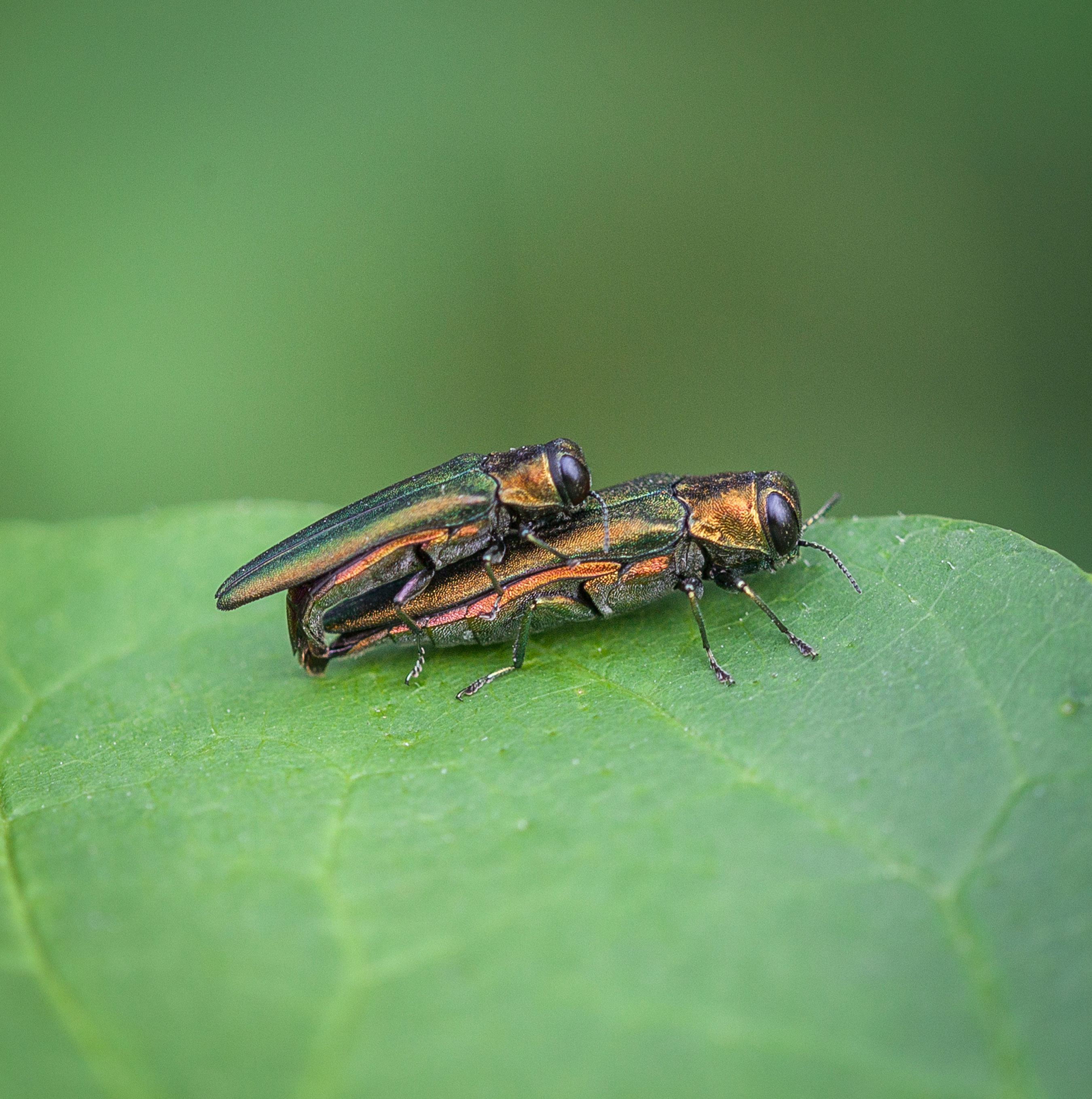 Emerald Ash Borer