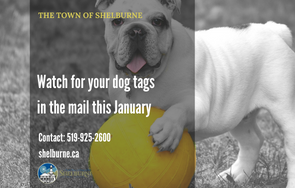Dog Tags in the Mail