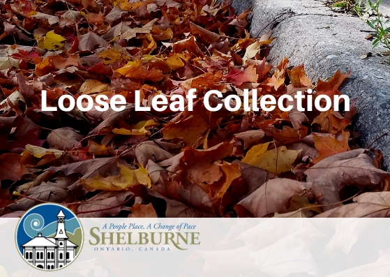 Loose leaves