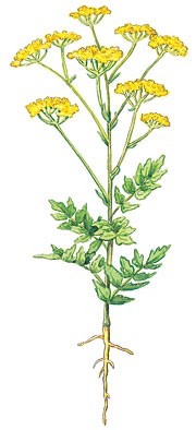 Wild Parsnip