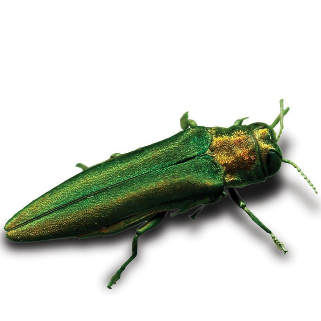 Emerald Ash Borer