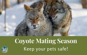 Coyote Mating Season