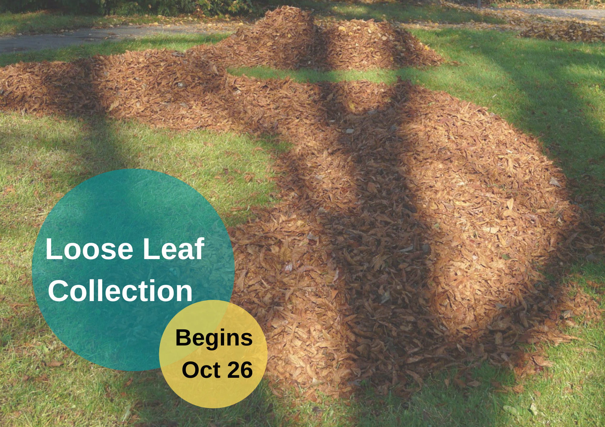 Loose leaves in a pile