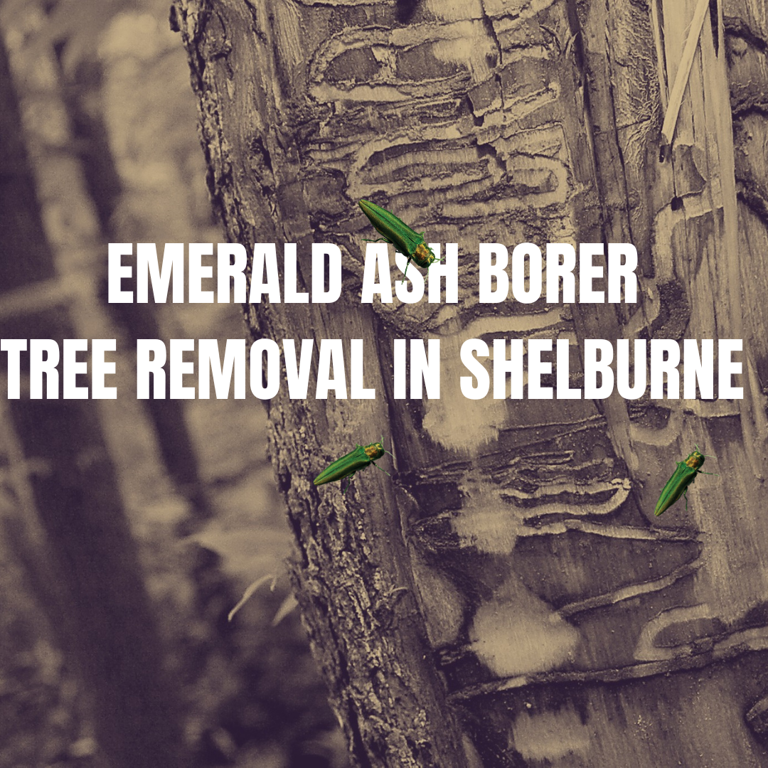 EMERALD ASH BORER – TREE REMOVAL IN SHELBURNE