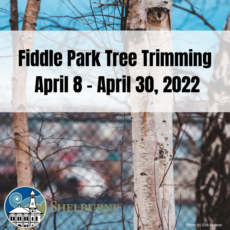 Fiddle Park Tree Trimming