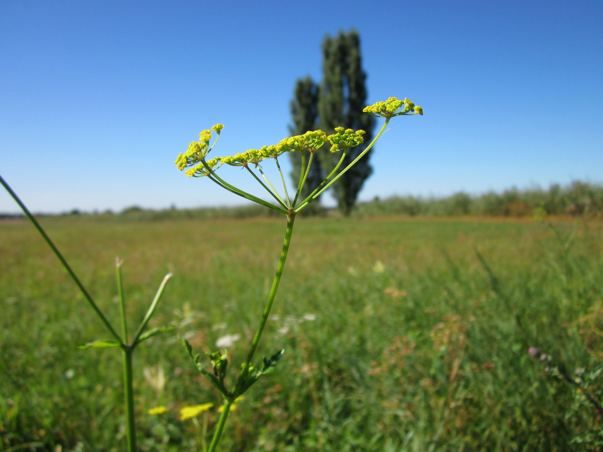 Wild Parsnip