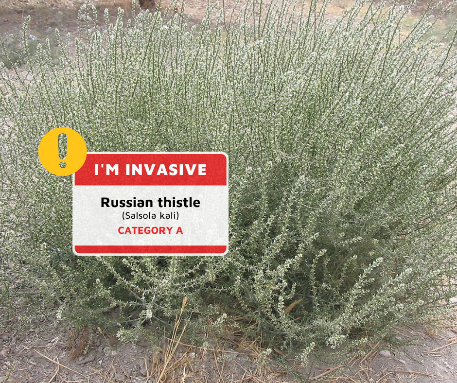 The invasive Russian Thistle plant